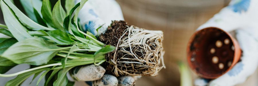 kamerplanten verpotten