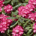 Zo plant je struiken en heesters op de juiste manier