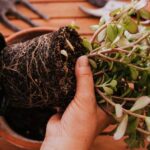 Wanneer verpot je een kamerplant en hoe doe je dat?