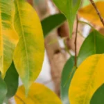 Gele bladeren bij kamerplanten: Oorzaken, diagnose en oplossingen