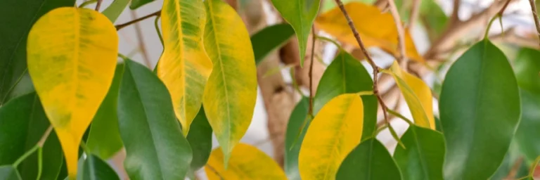 Gele bladeren bij kamerplanten: oorzaken, diagnose en oplossingen