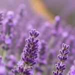 Lavendel verzorgen en snoeien – Tips voor een gezonde, bloeiende plant