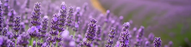 lavendel