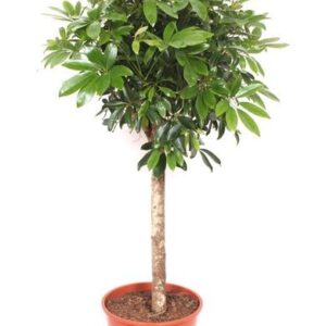 Schefflera op stam – 150 cm