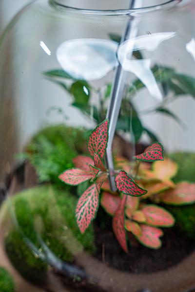 Terrarium pincet 26 cm