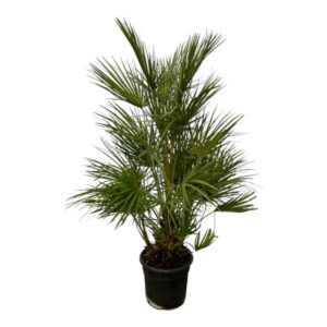 Chamaerops Humilis – 130 cm – Ø24cm