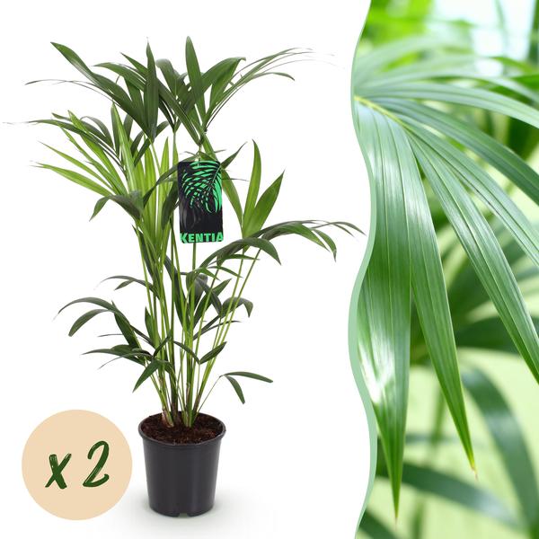 Howea Forsteriana Kentia Palm  2 planten