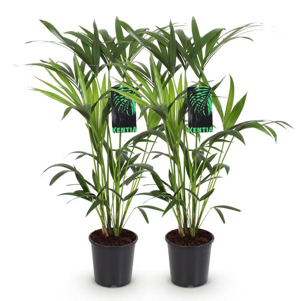 Howea Forsteriana Kentia Palm  2 planten