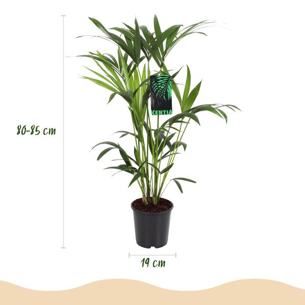 Howea Forsteriana Kentia Palm  2 planten