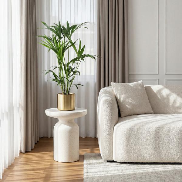 Howea Forsteriana Kentia Palm  2 planten