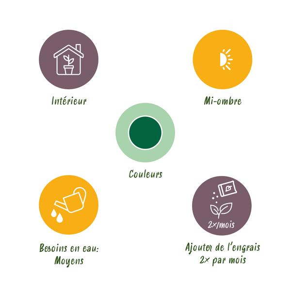 Howea Forsteriana Kentia Palm  2 planten