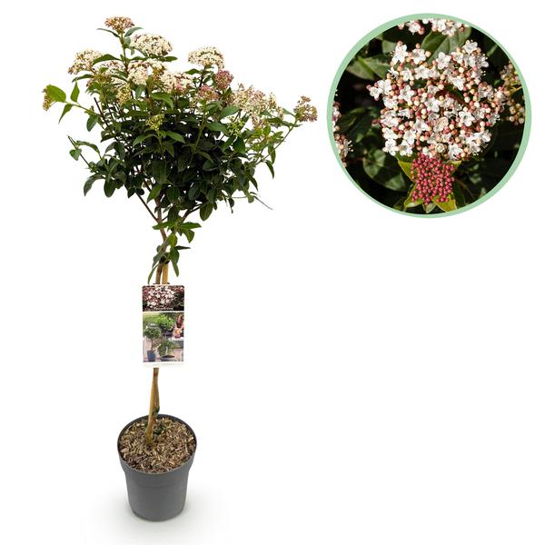 Viburnum tinus terrasplant winterhard