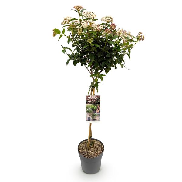 Viburnum tinus terrasplant winterhard