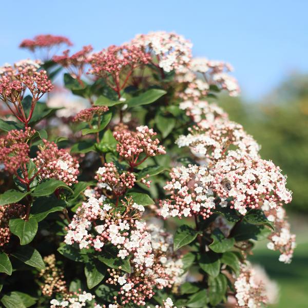 Viburnum tinus terrasplant winterhard