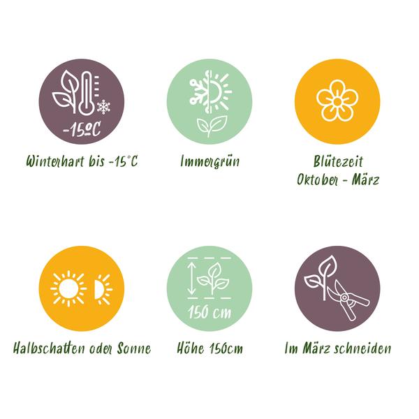 Viburnum tinus terrasplant winterhard