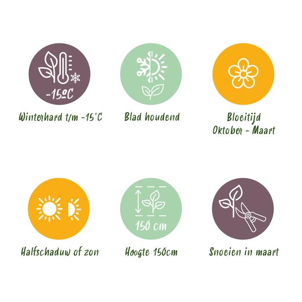 Viburnum tinus terrasplant winterhard