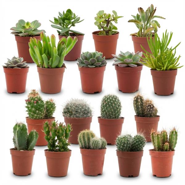 Mini Cactus en Succulenten Mix - 18 Stuks