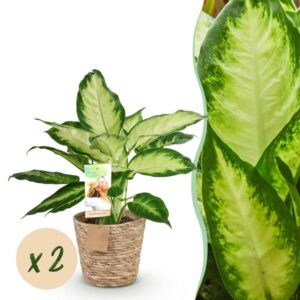 Dieffenbachia Camilla met mand – 45cm