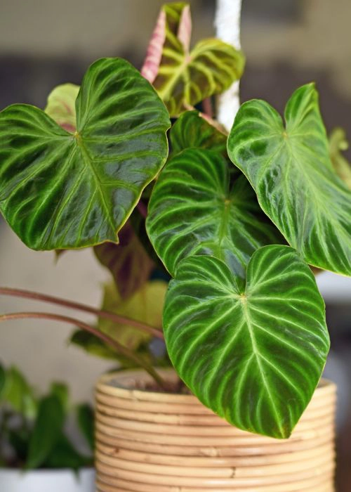 Groene kamerplant online kopen