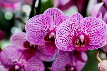 bloeiende kamerplant