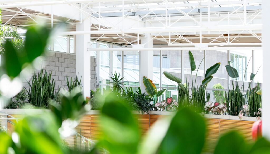 Luxeveria planten vers van bij de kweker