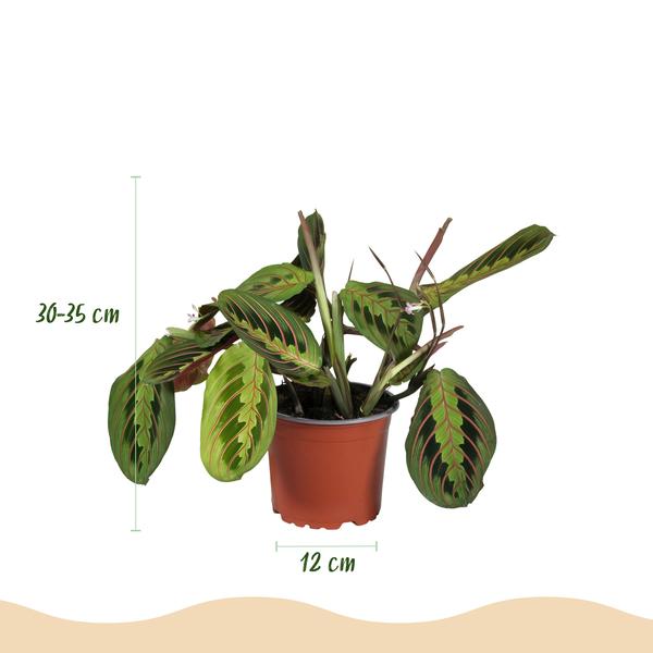 Gebedsplant (Maranta Fascinator Tricolour) - Gebedsplant - Huisdiervriendelijk - Groen - 2 Planten - Pot 12cm - Hoogte 30-35cm