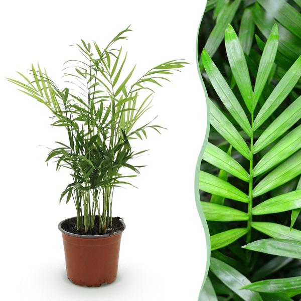 Goudpalm (Chamaedorea elegans)Hoogte 15cm