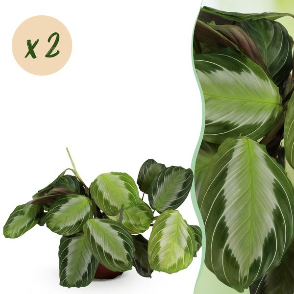 Set van 2 Gebedsplanten (Maranta leuconeura)