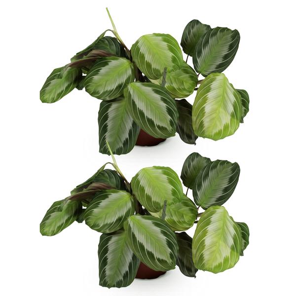 Set van 2 Gebedsplanten (Maranta leuconeura)