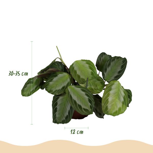 Set van 2 Gebedsplanten (Maranta leuconeura)