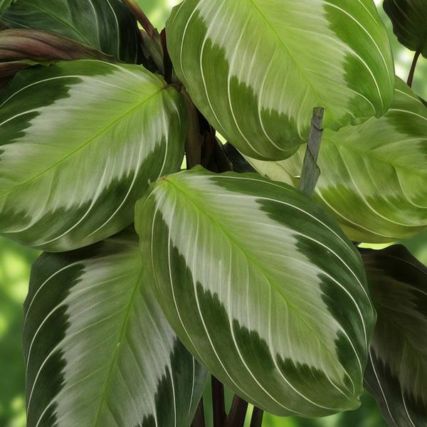 Set van 2 Gebedsplanten (Maranta leuconeura)