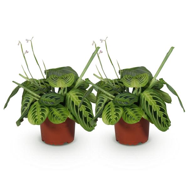Gebedsplant Lemon Lime 2 planten Pot 12cm - Hoogte 30-35cm