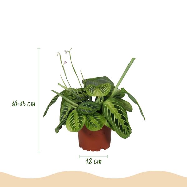 Gebedsplant Lemon Lime 2 planten Pot 12cm - Hoogte 30-35cm