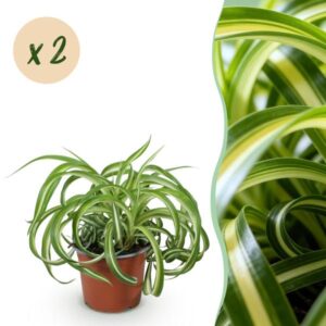 Krullende Graslelie Bonnie(Chlorophytum comosum Bonnie ) 2 Planten