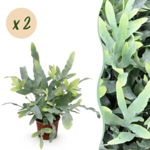 Blauwe Varen (Phlebodium aureum Blue Star) 2 Planten