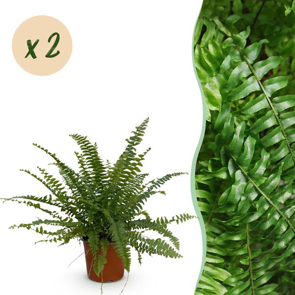 Varen Green Lady 2 planten - Pot 12cm - Hoogte 28-30cm