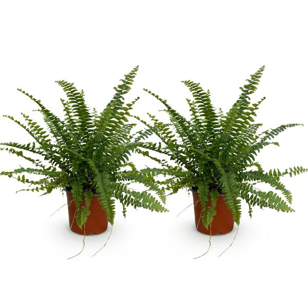 Varen Green Lady 2 planten - Pot 12cm - Hoogte 28-30cm