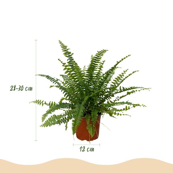 Varen Green Lady 2 planten - Pot 12cm - Hoogte 28-30cm
