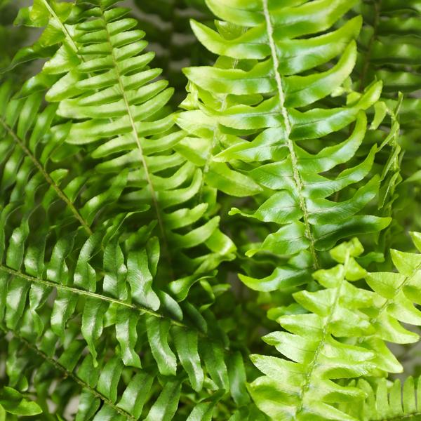 Varen Green Lady 2 planten - Pot 12cm - Hoogte 28-30cm