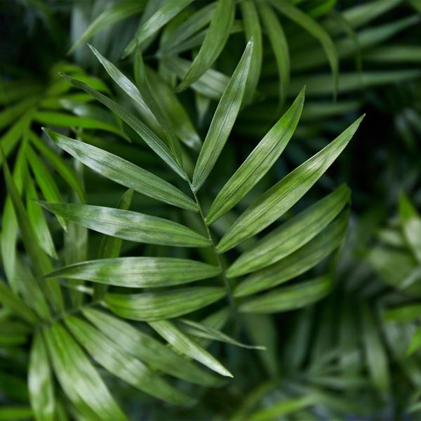 Set van 2 Goudpalm(Chamaedorea elegans ) set van 2