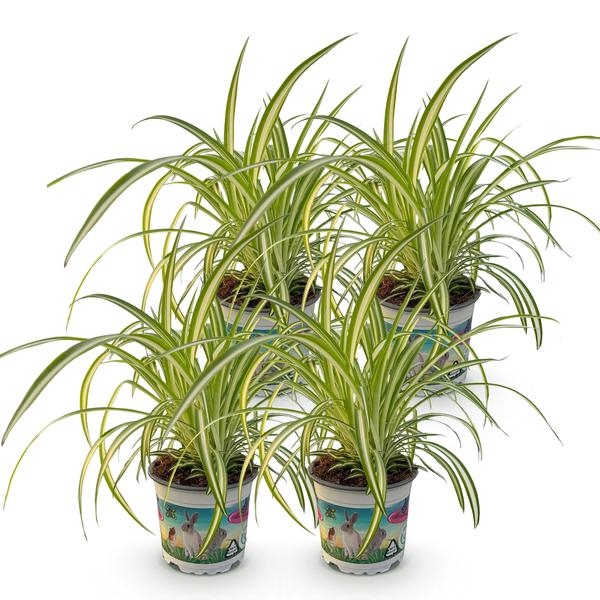 Kattengras (Chlorophytum comosum Variegatum) 4 Planten