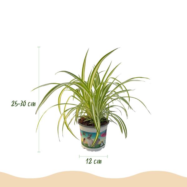 Kattengras (Chlorophytum comosum Variegatum) 4 Planten
