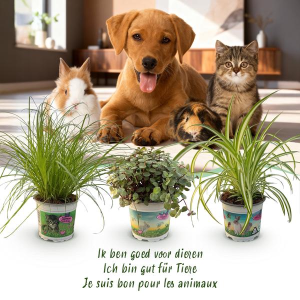 Mix van 3 kamerplanten Bergpalm, Schilpadplanten Graslelie