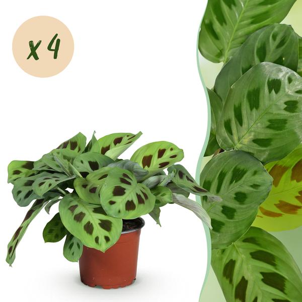 Gebedsplant (Maranta Fascinator Kerchoveana) Huisdiervriendelijk - Groen - 4 Planten - Pot 12cm - Hoogte 30-35cm