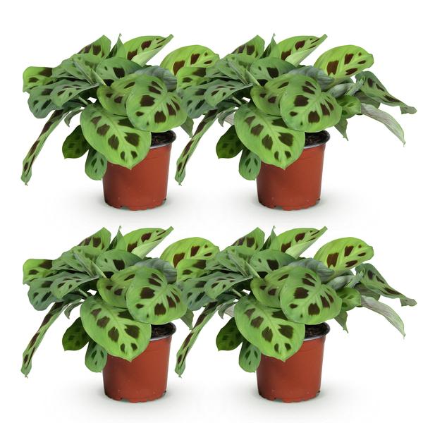 Gebedsplant (Maranta Fascinator Kerchoveana) Huisdiervriendelijk - Groen - 4 Planten - Pot 12cm - Hoogte 30-35cm