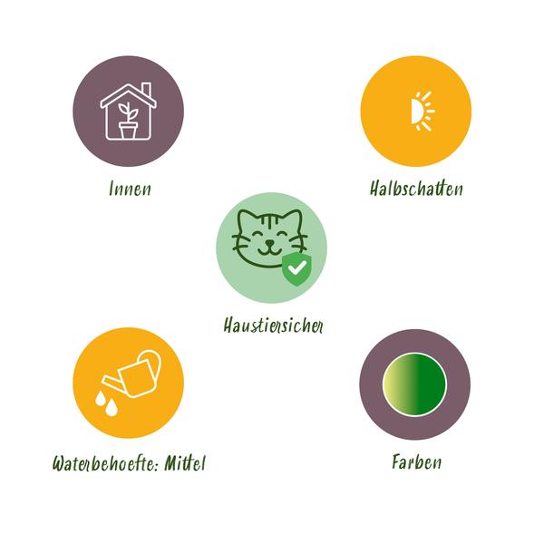 Krullende graslelie set van 4