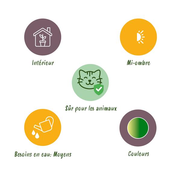 Krullende graslelie set van 4