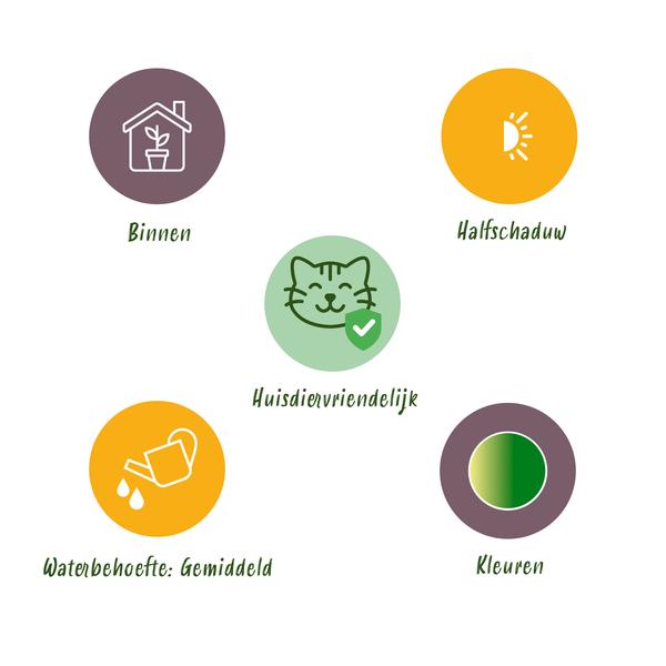 Krullende graslelie set van 4