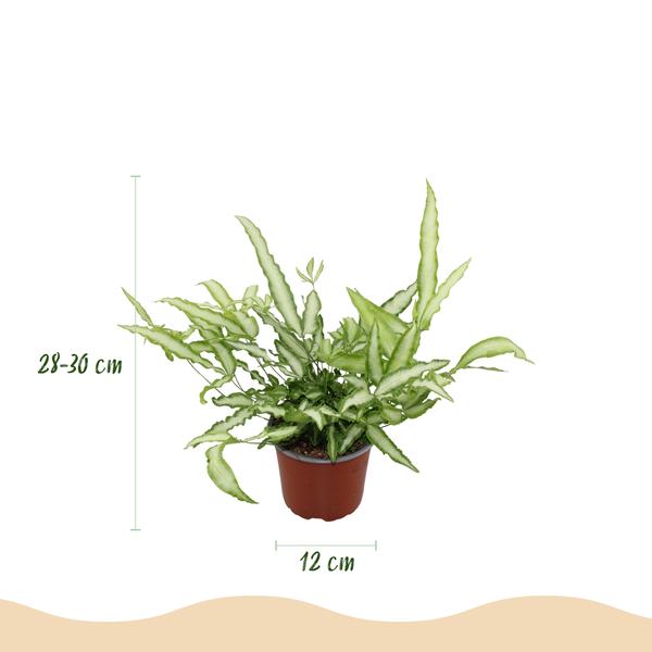 Lintvaren (Pteris cretica Albolineata) 4 Planten