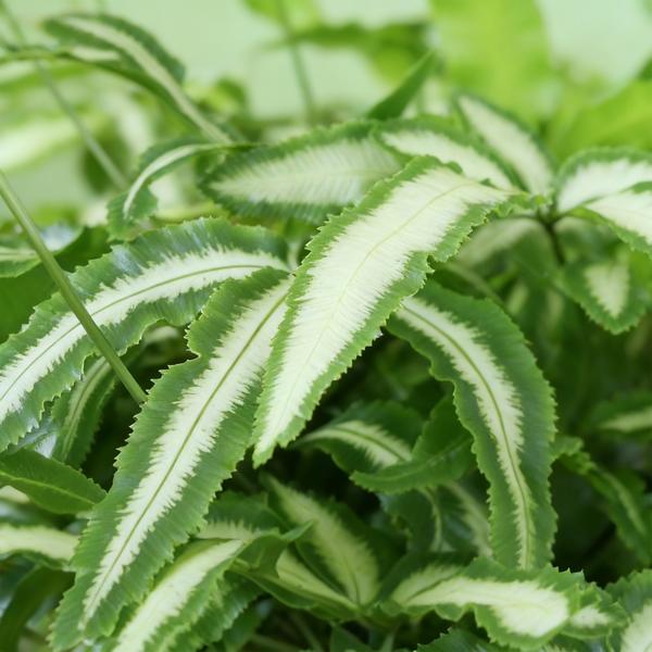 Lintvaren (Pteris cretica Albolineata) 4 Planten